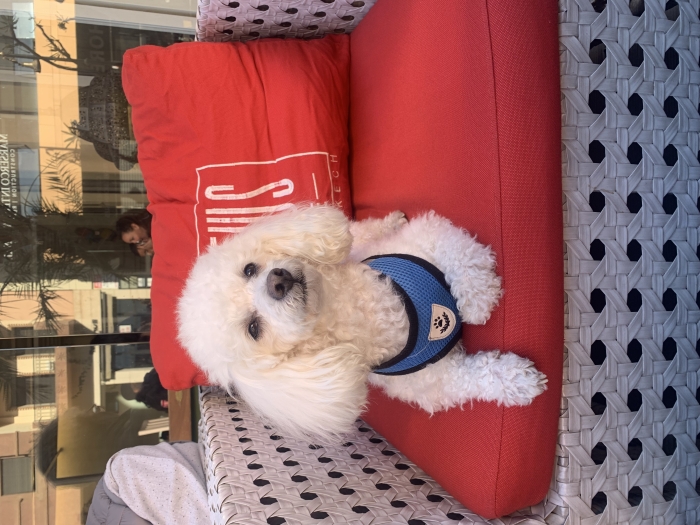 Caniche nain