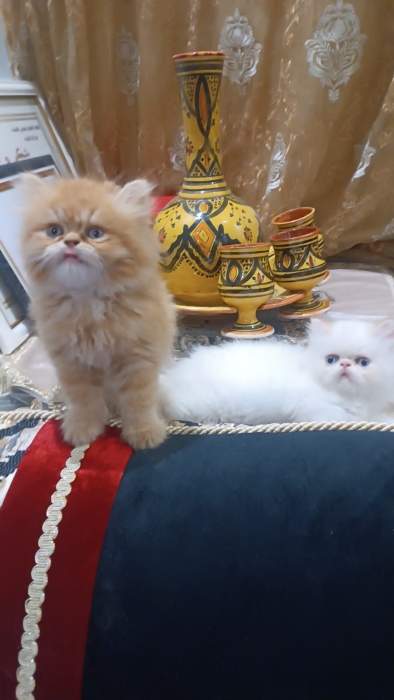 Persan chatton
