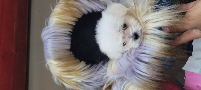 Bichon