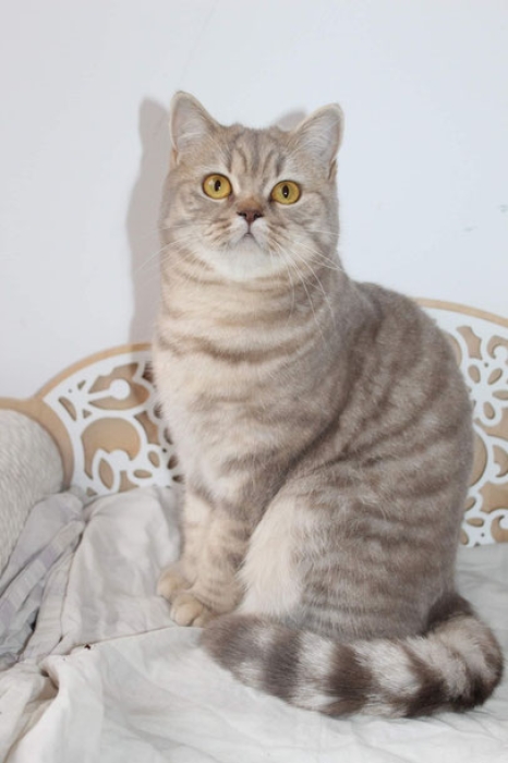 British shorthair femelle