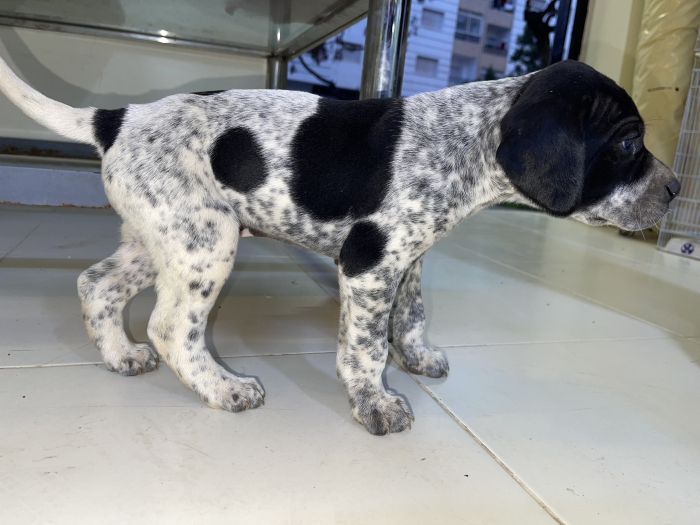 Pointer allemand