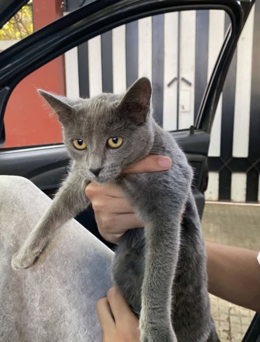 chartreux
