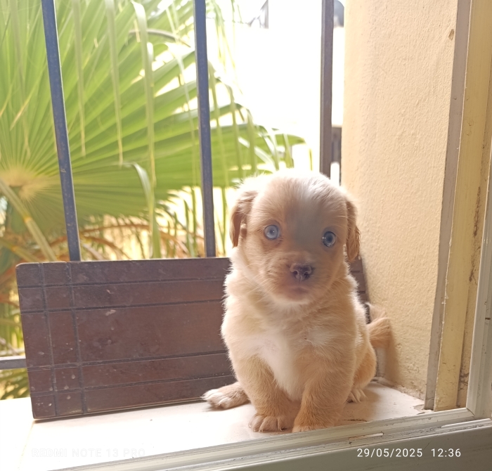 Chiot kokoni mâle