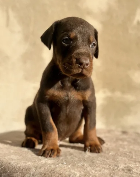 Chiots doberman