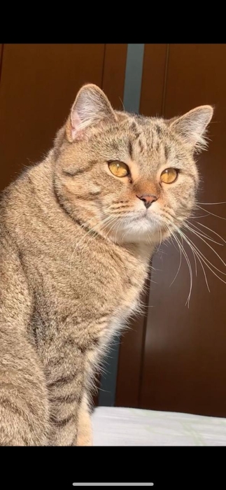 Scottish straight black golden blotched tabby pour accouplement