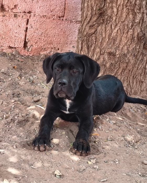Cane corso