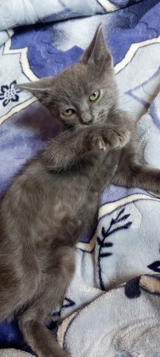 Bleu russe