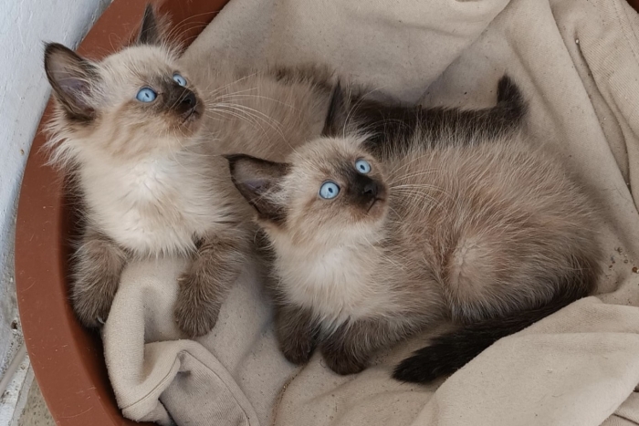 Siamois himalayen