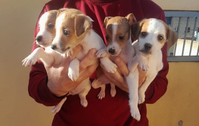 Jack russell