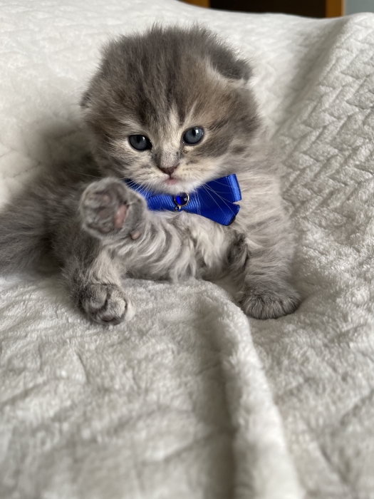 Chatons scottish folds