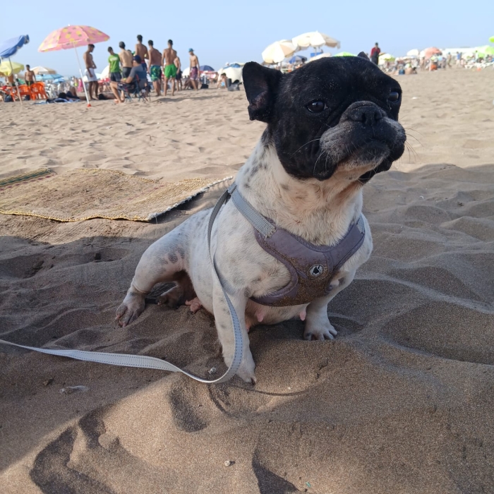 Buldog français