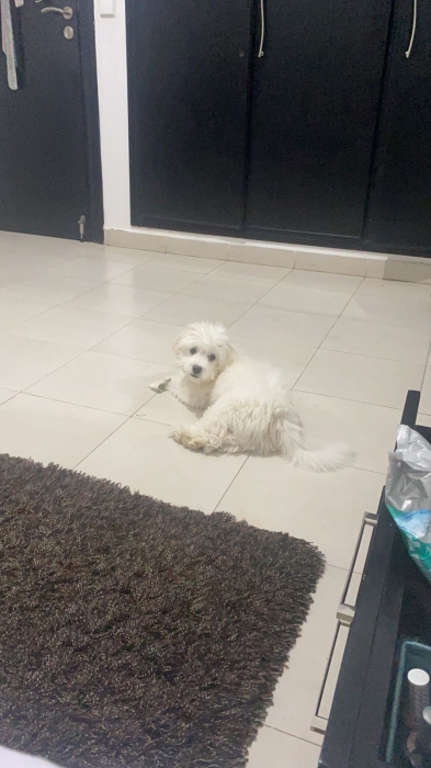 Bichon Mâle blanc