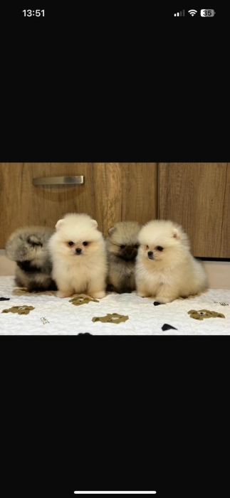 spitz nain