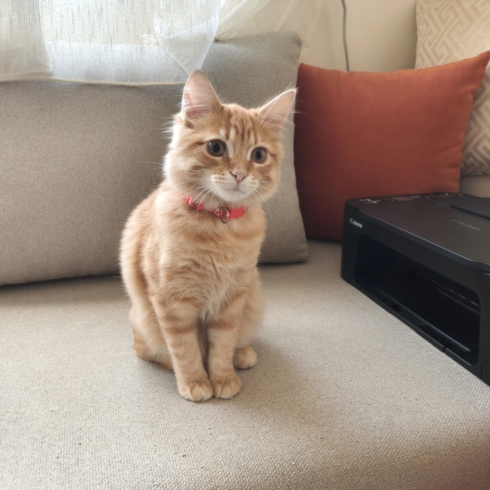 Chat a adopter gratuitement