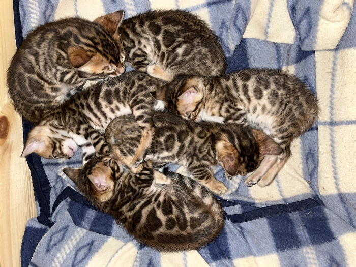 Chatons Bengal
