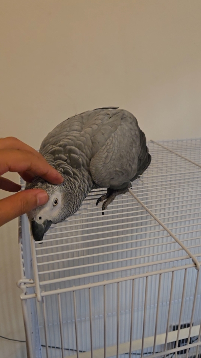 Perroquet gris de gabon élevage