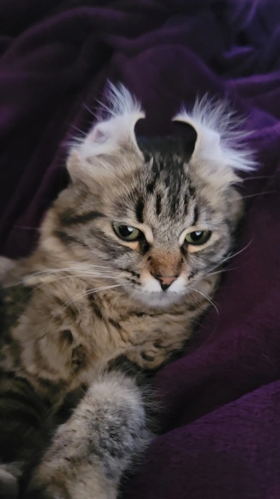 Chatte norvégienne pour adoption