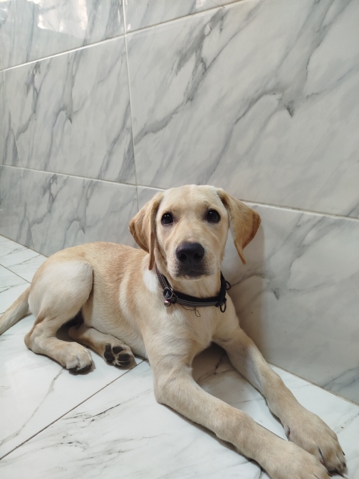 Labrador