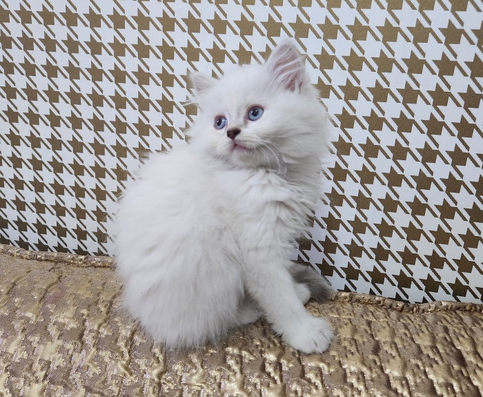Chatons Highland/ Scottish pure race