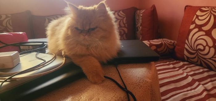 Chatte persan a vendre