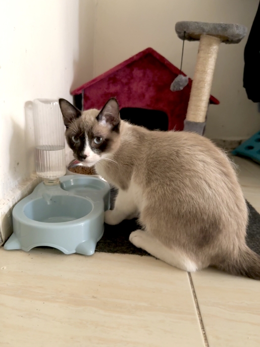 Siamois snowshoe