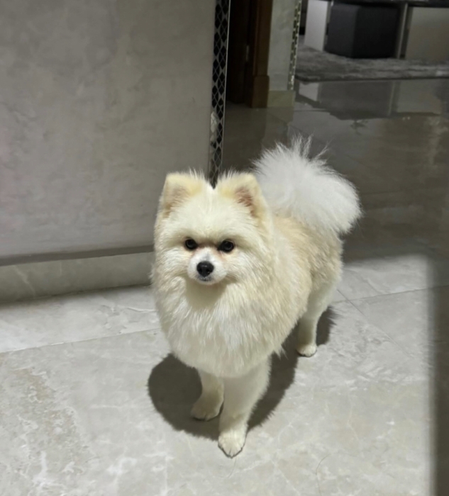 pomeranian spitz blanc