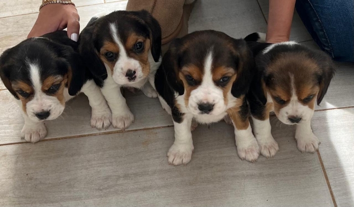 Beaglier