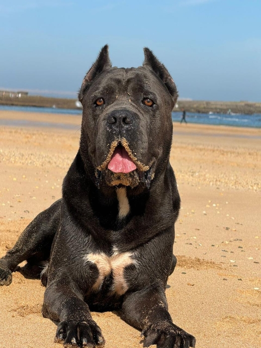 Cane corso
