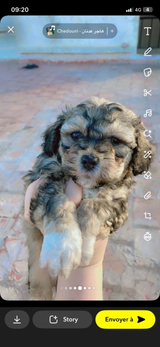 Bichon havanais