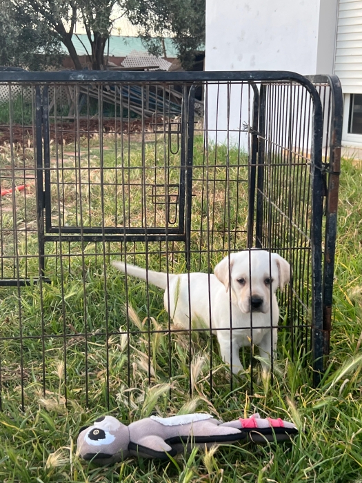 Labrador ✨