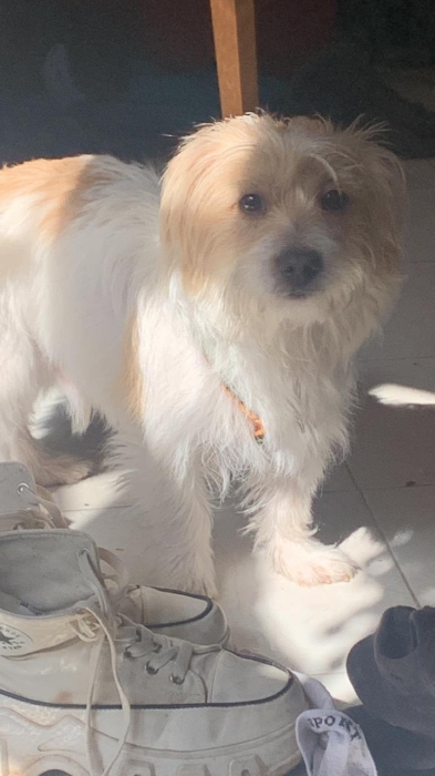 Caniche gratui à qui veut bien en prendre soin