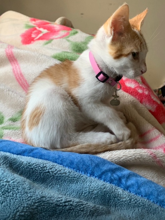 CHAT FEMELLE POUR ADOPTION