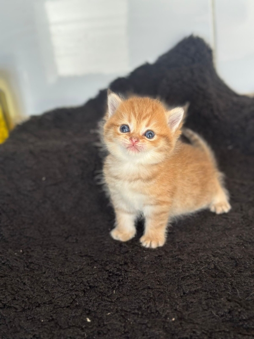 British shorthair