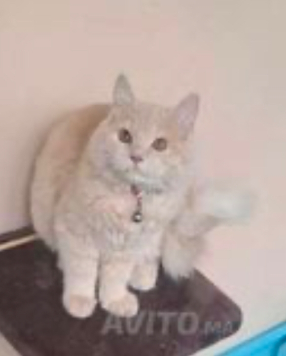 Chat