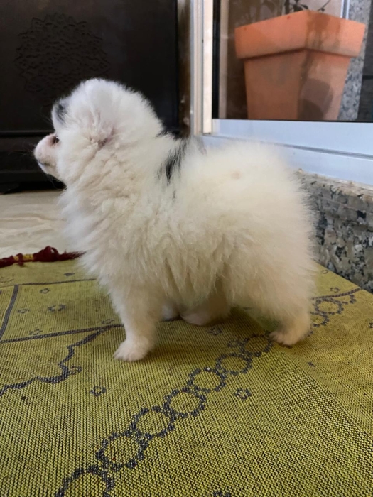 Spitz