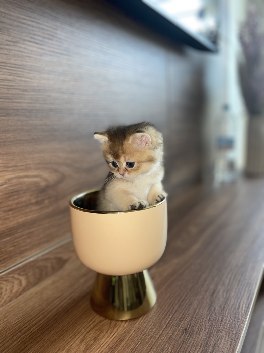 Chatons British