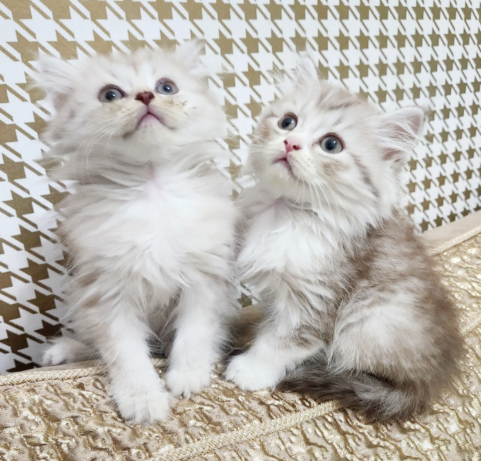 Chatons scottish pure race