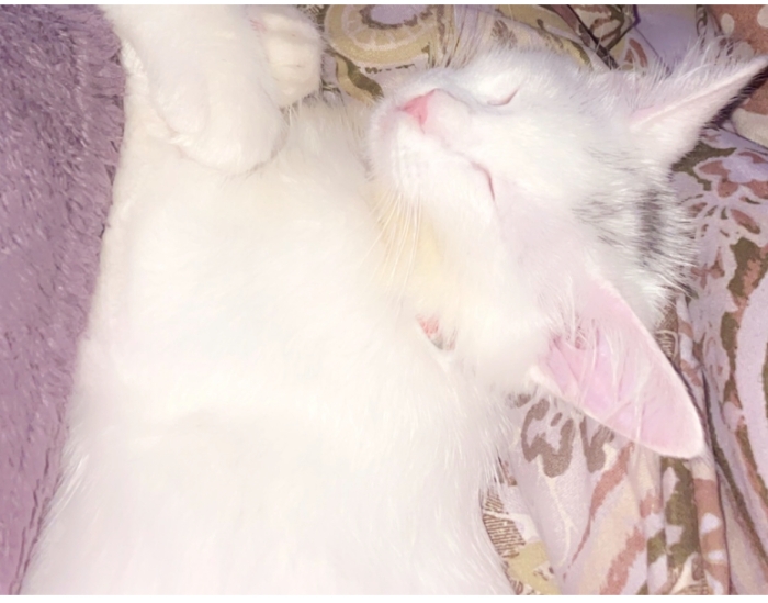 Chats à adopter angora turc 6mois femelle