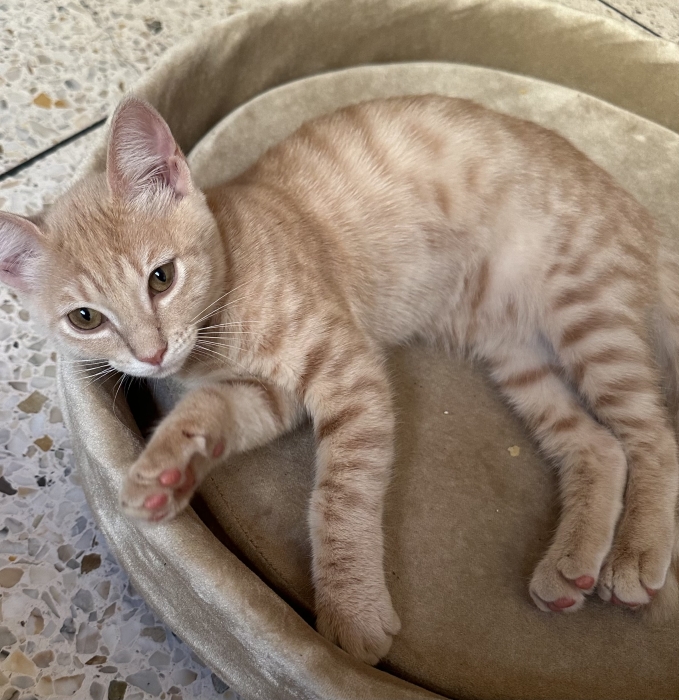 Robe tabby