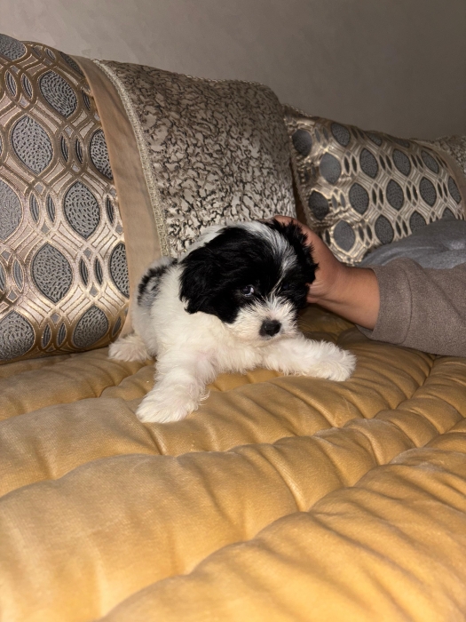 Bichon