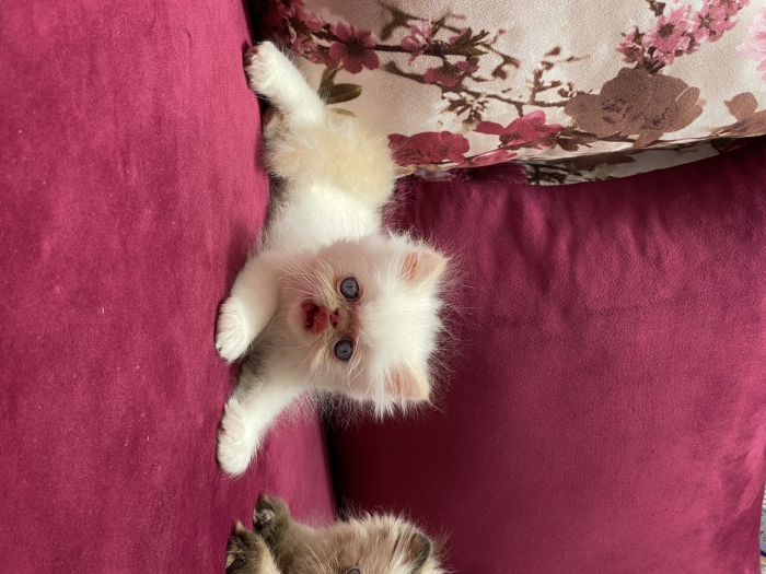 Chaton persan