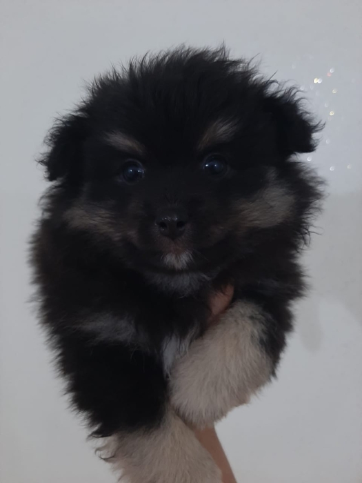 Spitz polimarianian puppies