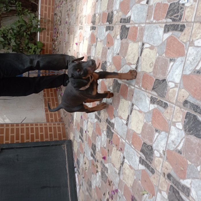Dobermann