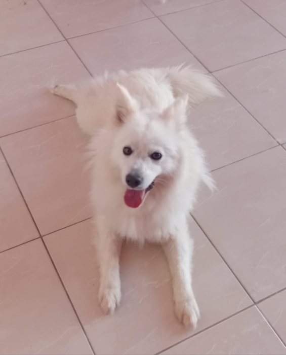 Chiwawa