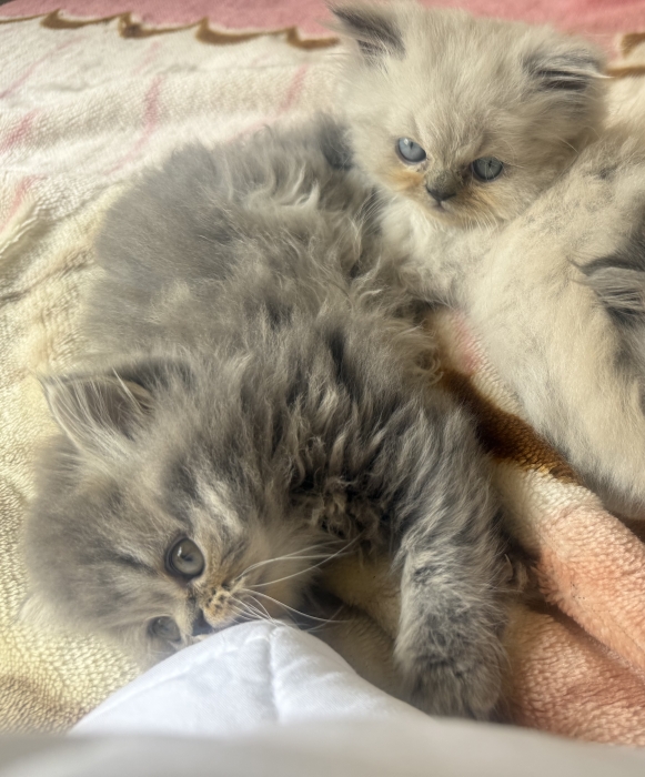 British longhair