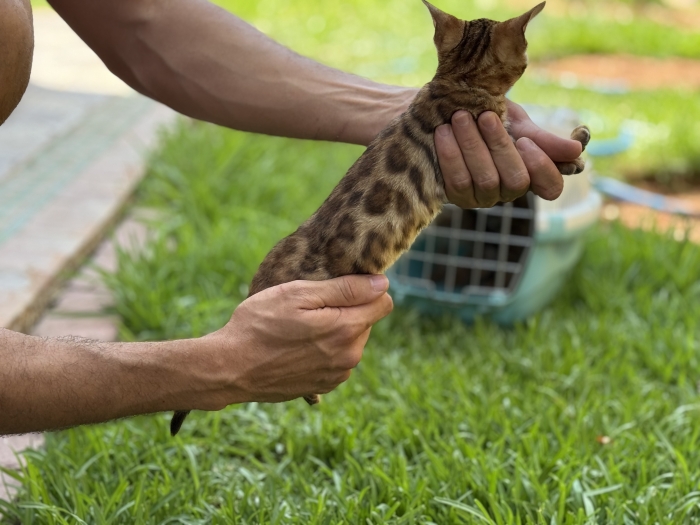 Bengal