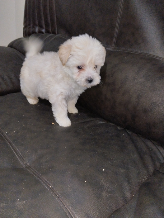 Bichon maltais