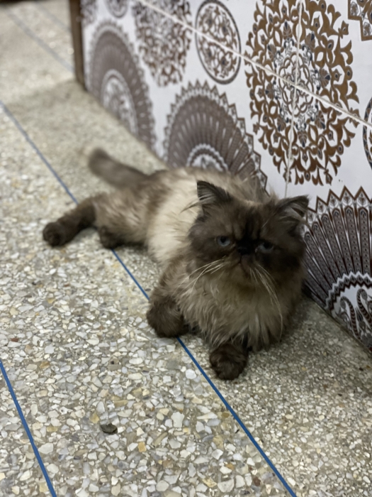Persan