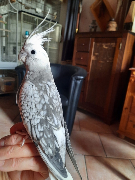 Calopsitte bien dressé