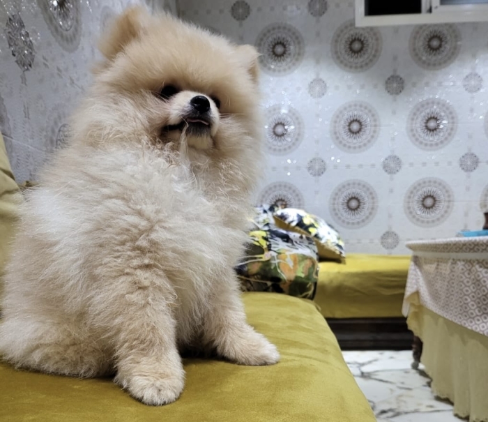 Spitz